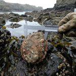 découvrez la réglementation stricte sur la pêche des ormeaux sauvages, les tailles légales à respecter et les zones protégées à connaître pour une pratique responsable.