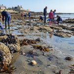 découvrez les meilleures zones de pêche à pied à pénestin et apprenez quels coquillages et crustacés vous pouvez récolter en toute légalité pour une expérience nature réussie.